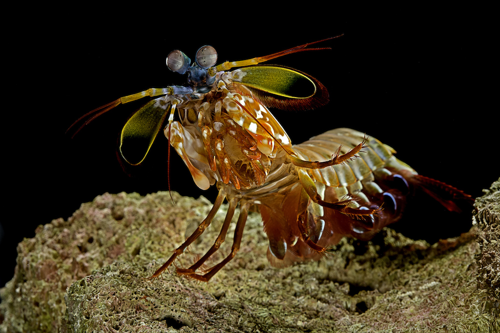 ¿Qué es el camarón mantis arlequín y en dónde habita la especie?
