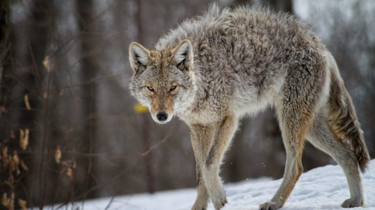 Coyote, El Aullador Nocturno Y Depredador Implacable