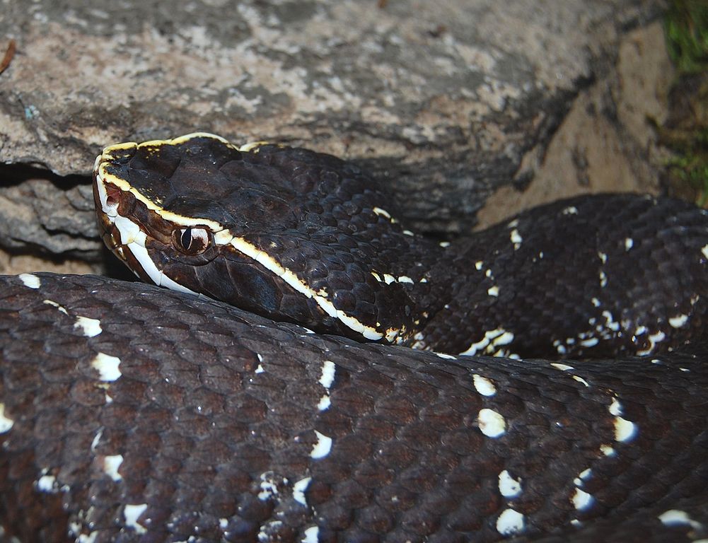 Serpiente Huolpoch - National Geographic En Español